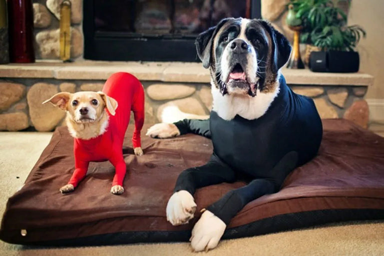 Solid Polyester Dog Accessory | Durable All-Weather Comfort