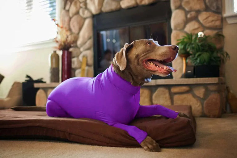 Solid Polyester Dog Accessory | Durable All-Weather Comfort