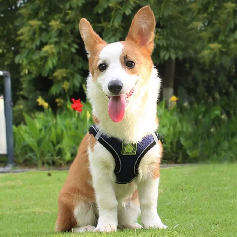 Reflective Breathable Mesh Puppy Dog Harness And Leash Set No Pull Vest