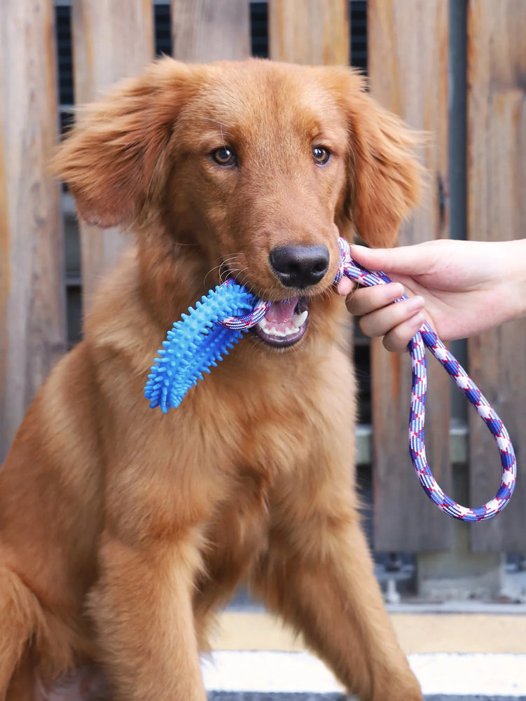Interactive Training Pet Toy Ring Spiked Dog Chew Teeth Cleaning