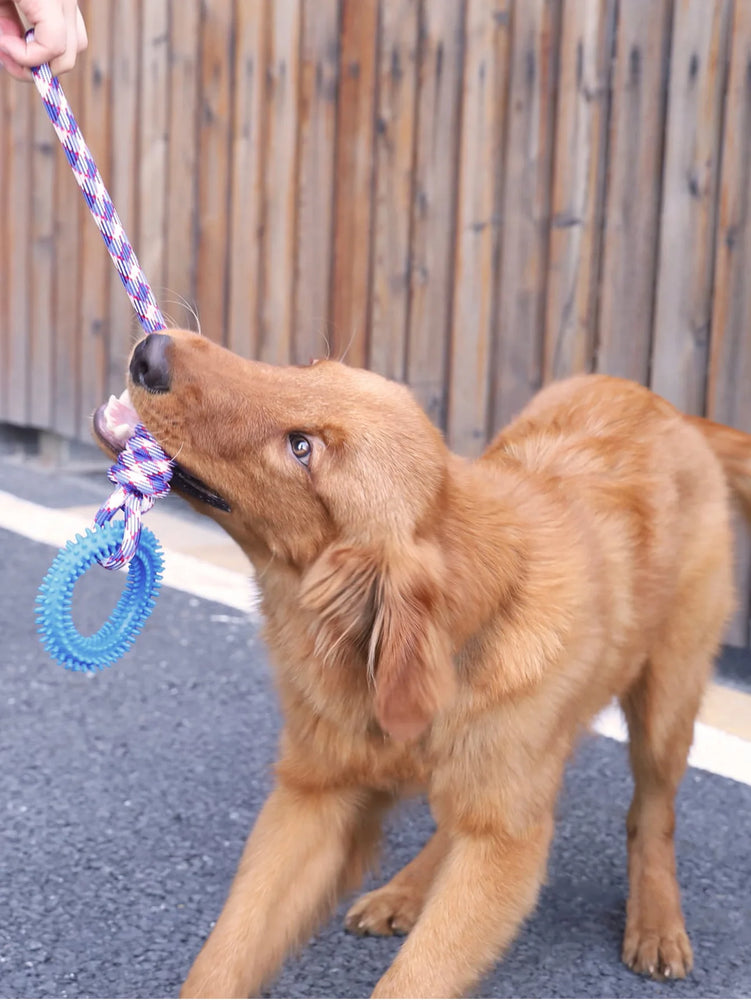 Interactive Training Pet Toy Ring Spiked Dog Chew Teeth Cleaning