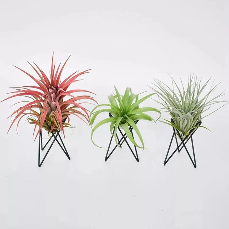 Style Geometric Air Plant Holder | Minimalist Iron Tillandsia Display Stand