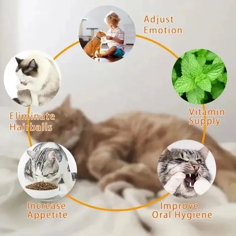 4 in 1 Rotating Catnip Silver Vine Ball Wall Stick Toy Kit