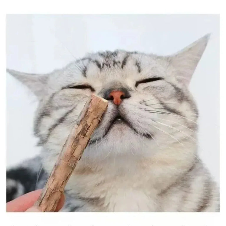 Natural Silvervine Sticks Catnip Chew Teeth Cleaning Dental Molar Cat Toy Set