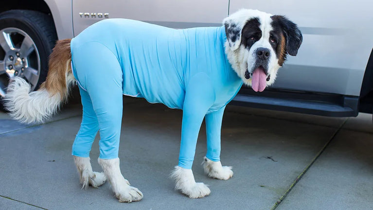 Solid Polyester Dog Accessory | Durable All-Weather Comfort