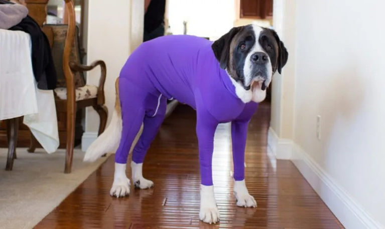 Solid Polyester Dog Accessory | Durable All-Weather Comfort
