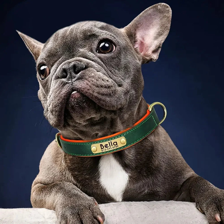 Personalized Leather Dog Collar | Padded ID Nameplate Collar