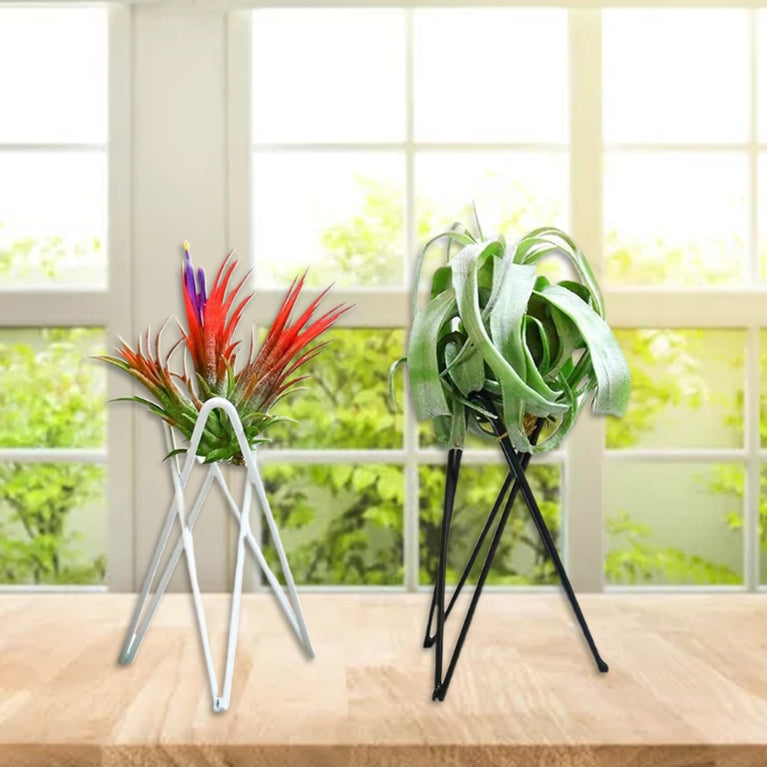 Style Geometric Air Plant Holder | Minimalist Iron Tillandsia Display Stand