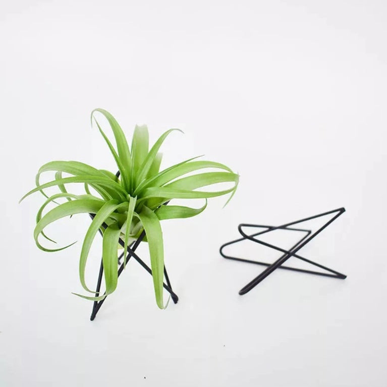 Style Geometric Air Plant Holder | Minimalist Iron Tillandsia Display Stand