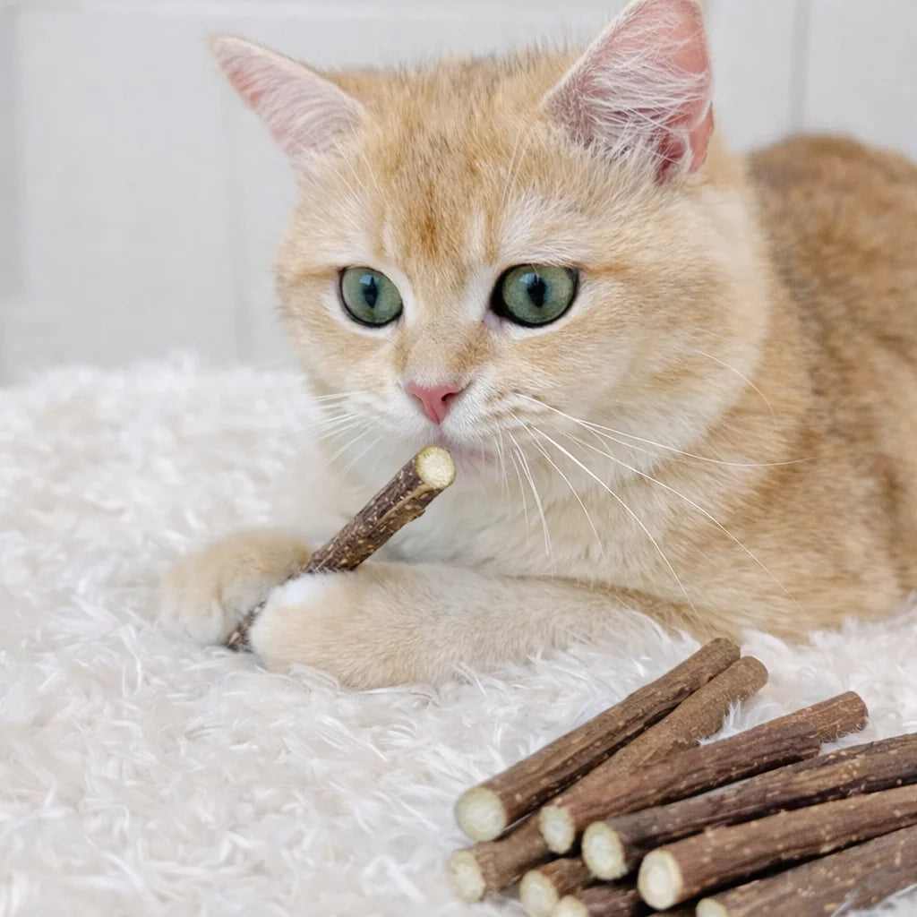 Natural Silvervine Sticks Catnip Chew Teeth Cleaning Dental Molar Cat Toy Set