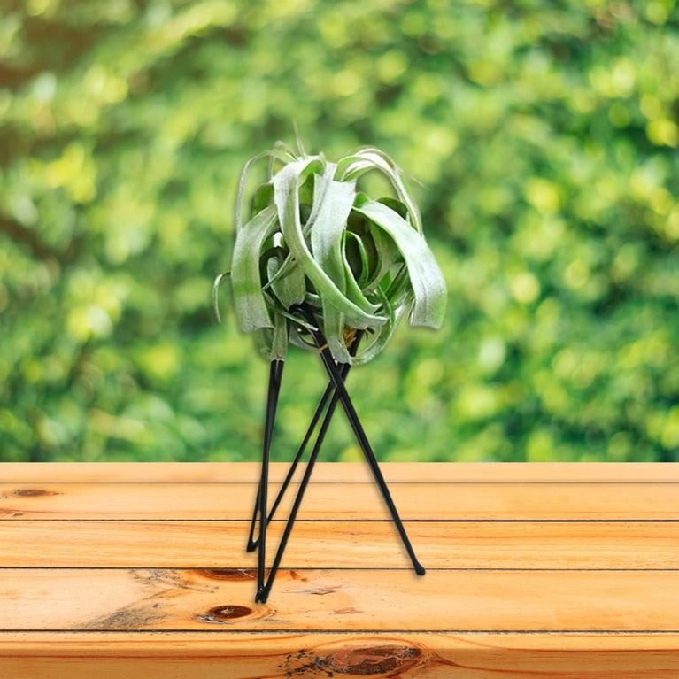 Style Geometric Air Plant Holder | Minimalist Iron Tillandsia Display Stand