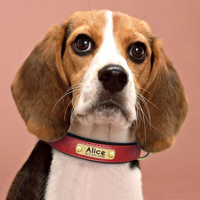 Personalized Leather Dog Collar | Padded ID Nameplate Collar