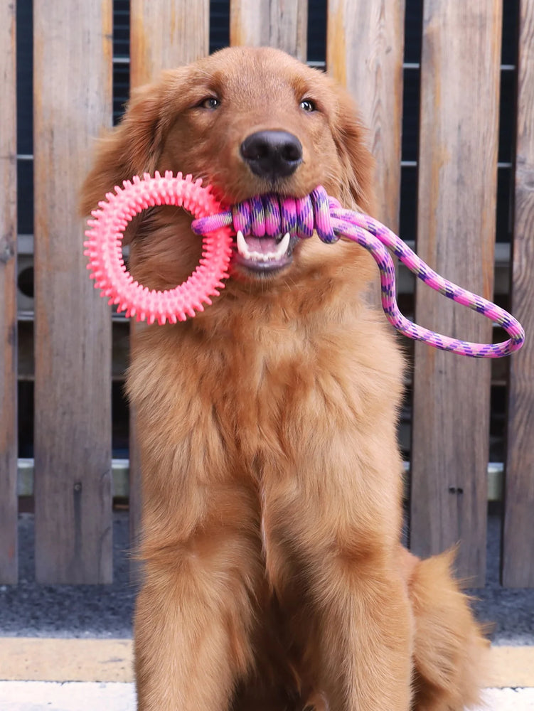 Interactive Training Pet Toy Ring Spiked Dog Chew Teeth Cleaning