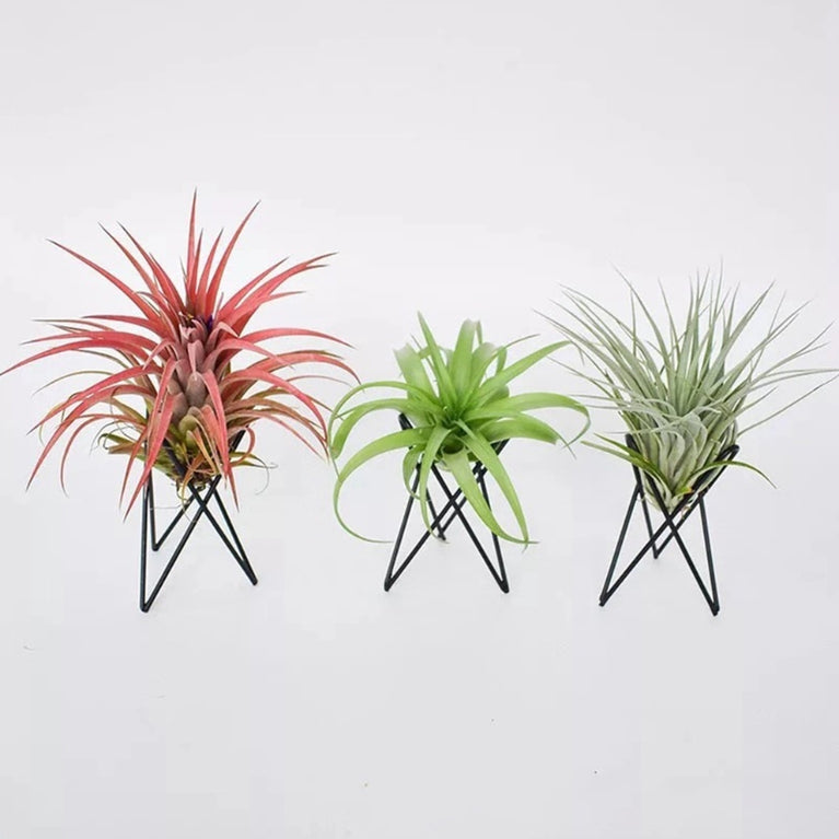 Style Geometric Air Plant Holder | Minimalist Iron Tillandsia Display Stand