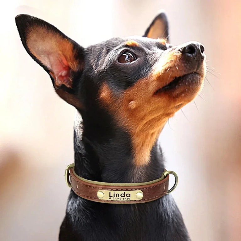 Personalized Leather Dog Collar | Padded ID Nameplate Collar