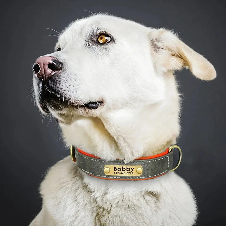 Personalized Leather Dog Collar | Padded ID Nameplate Collar