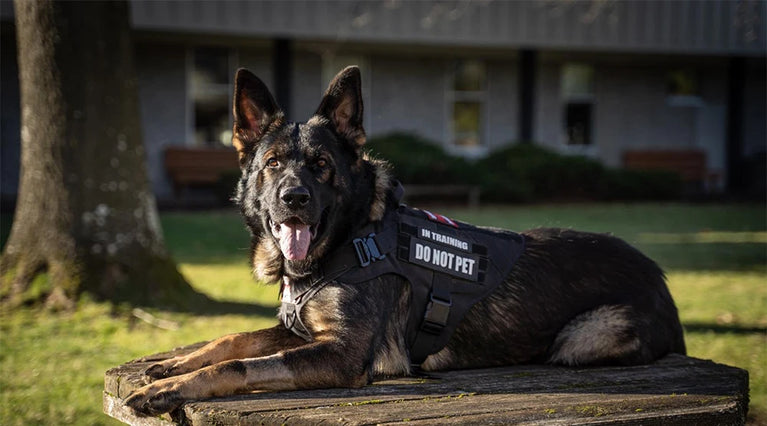 Military Tactical Dog Harness Adjustable Heavy Duty Training Vest For Large Dogs