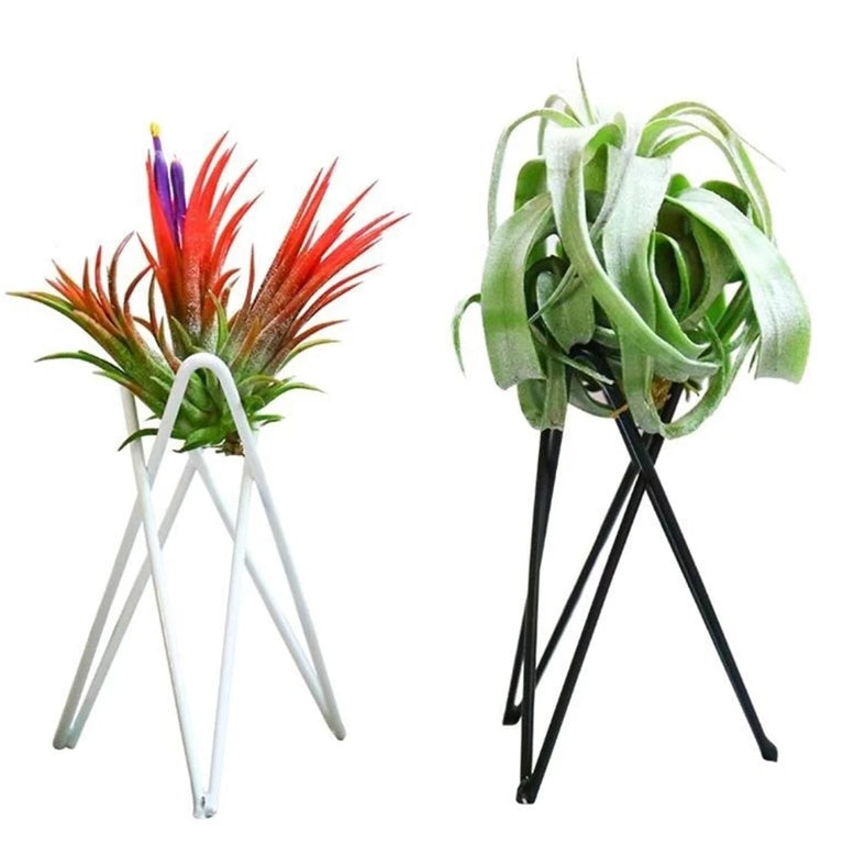 Style Geometric Air Plant Holder | Minimalist Iron Tillandsia Display Stand
