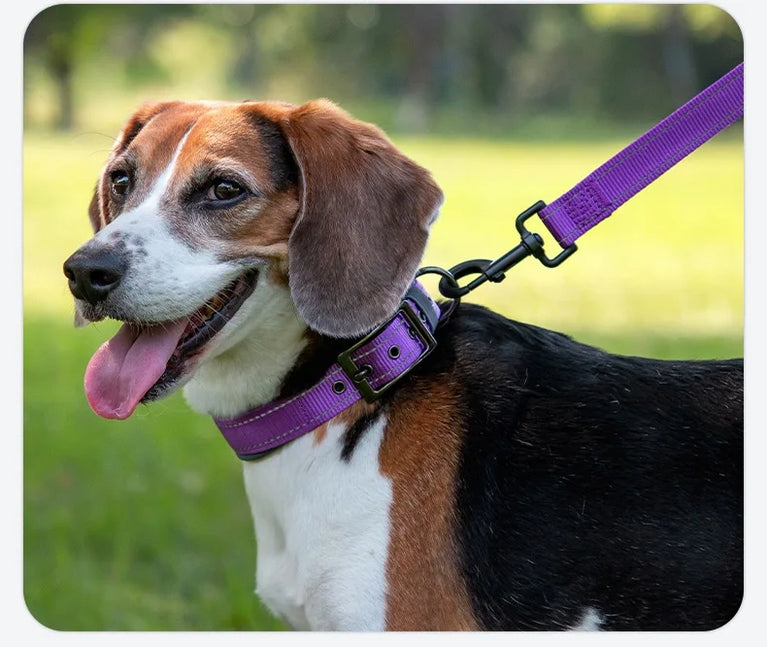 Padded Dog Collars Reflective Adjustable Heavy Duty Nylon Wide
