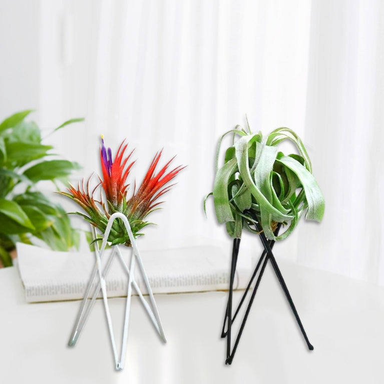 Style Geometric Air Plant Holder | Minimalist Iron Tillandsia Display Stand
