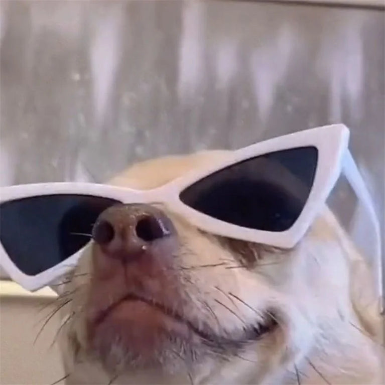 Sphynx Sunglasses | Windproof Pet Fashion Goggles